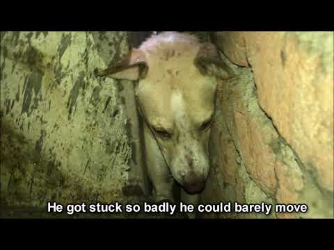 Amazing Rescue of Dog which was stuck between walls