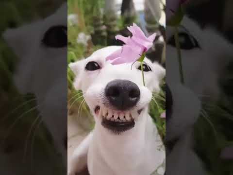 The funniest animals  #shortsviral #viralsong #funnymoments #dogs #pets