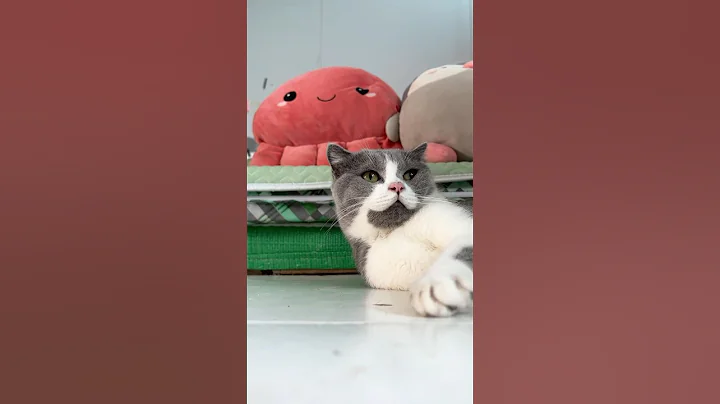 Watch the video about Bugatti Khoai x Xu #cat #mainecoon #cute #catshorts #catshorts #funny #bugatti