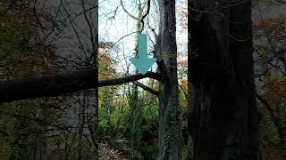 What is a widows tree ?
