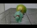 おしゃべりインコのピッピvsポケモンゴマゾウ！Bird vs Pokemon!
