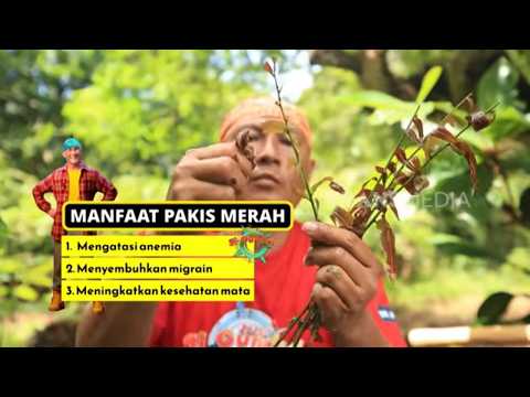 Kue Sapik Pakis Merah | JEJAK SI GUNDUL (14/09/26) P3
