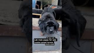 LABRADOR male puppy available full top quality location panipat haryana 9310512345 #dog #puppy