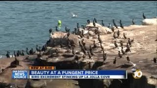 Foul smell ruining life in La Jolla