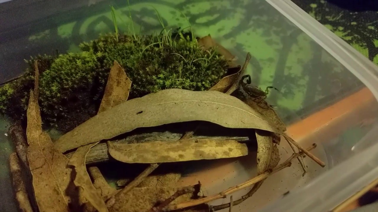 Lychas marmoreus Marbled Scorpion