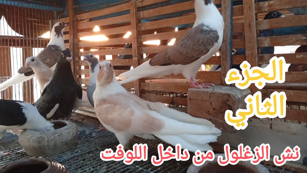 تربيه الزغاليل بشكل صحيح ..داخل اللوفت.. مع جرعه مطهر معوي جديده ..الجزء الثاني 