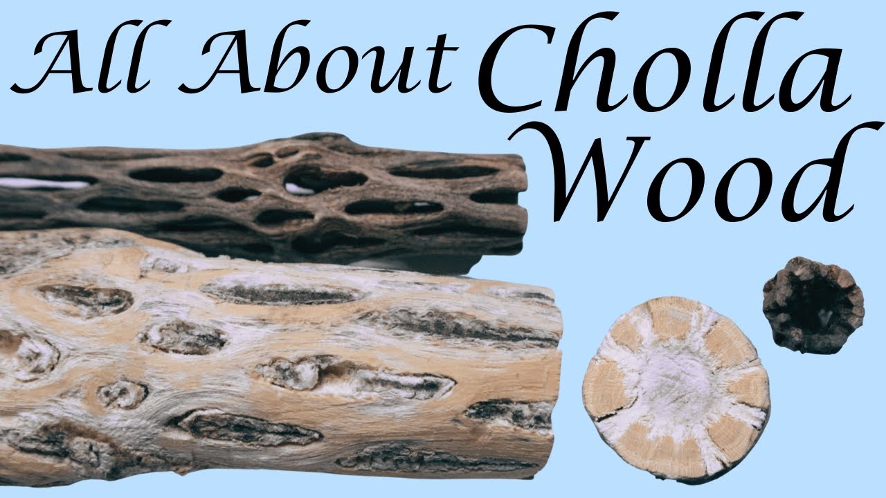 All About Cholla Wood in Your Aquarium! YouTube
