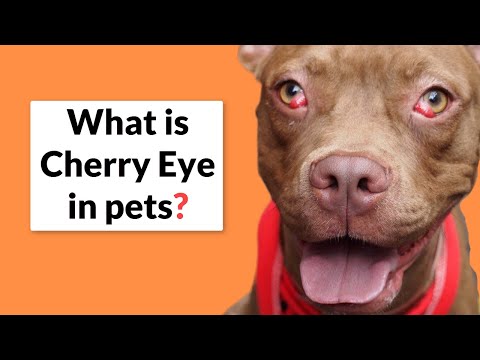 Video: Protruzija Kapaka ('Cherry Eye') Kod Mačaka