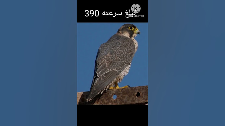 اسرع حيوان في العالم