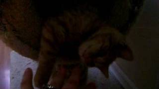 My New Kittens 9 1/2 weeks by JDACanimalblog 95 views 13 years ago 1 minute, 31 seconds