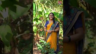 केळीच्या पानावर का जेवतात? Why do Indians Eat on Banana Leaf? #shorts #indianfood #redsoilstories