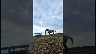 Morning Routine With My Spanish Mustang