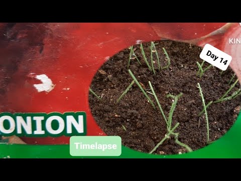 Onions From Seeds Timelapse