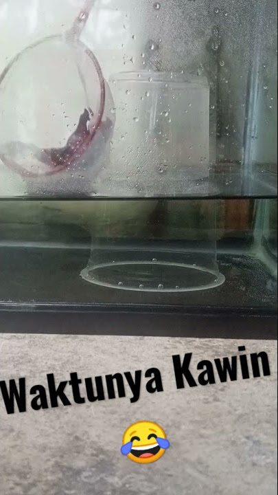 Proses Mengawinkan Ikan Cupang