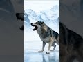 ❄️ ARCTIC ASSAULT! PREDATOR vs. the Savage ICE WOLF in the Snow! #predator #predators #yautja
