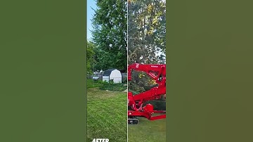 Watch This Giant Tree Come Down Safely! 🌲💪