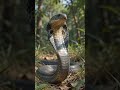 When a King Cobra Feels Threatened 😱🐍