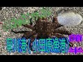 釣り動画ロマンを求めて　33釣目（早川港：小田原漁港）前半