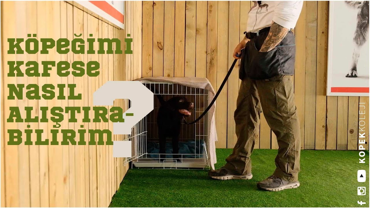 Köpeğimi Kafese Nasıl Alıştırabilirim?