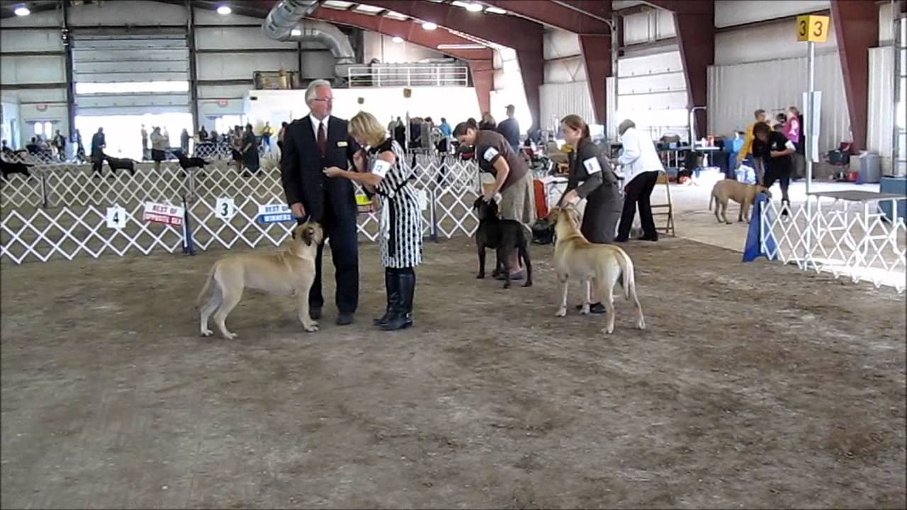 Dog Show YouTube