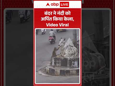 Viral Shorts : बंदर ने नंदी को अर्पित किया केला, Video Viral | #ytshorts #reels #monkeyvideo