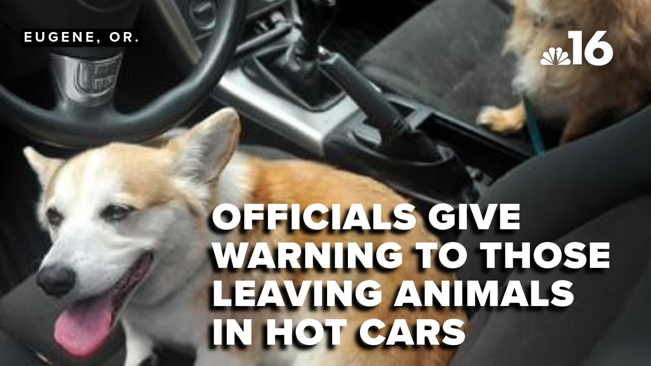 Officials warn leaving children and animals in hot cars as temperatures ...