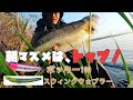 トッププラグで3キャッチ!楽しい朝でした!