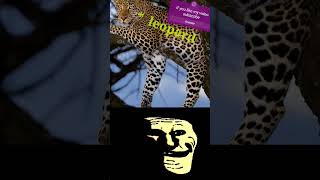 Sigma boy vs leopard #anime #edit #song #goodthing #music