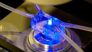 Scientists create a 'HUMAN-on-a-chip'
