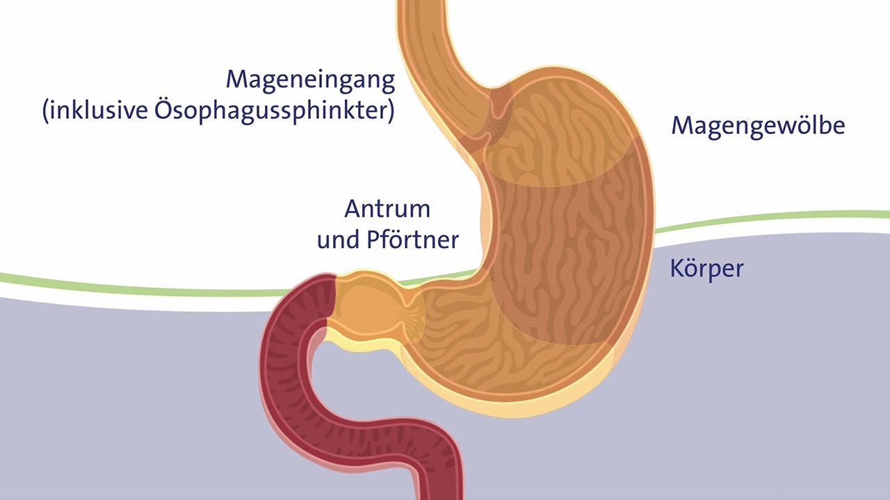 Die Verdauung des Menschen