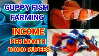 Ornamental Fish Farming|How to Start Guppy Fish Farming|Guppy Farming Tips Hindi