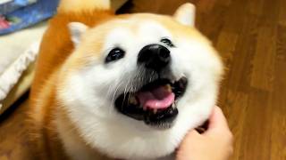 一般中年柴犬がさんぽ帰りになでなでを楽しんで大好物のほねっこをキメるだけの動画