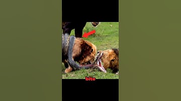 Python Snake VS Lion in The Wild!
