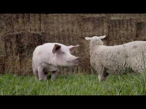 North Country Smokehouse Celebrates 16 Years Organic