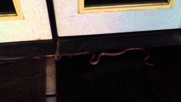 Friendly Gopher Snake Encounter Part One