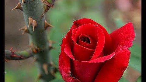 Thumbnail of A Rose Among the Thorns (song of Christ)