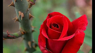 A Rose Among the Thorns (song of Christ) A Rose Among the Thorns (song of Christ)