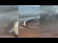 Tiburon come cocodrilo muerto - shark eats dead croc