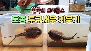 한국의 논에서 채집한 국산 트리옵스(긴꼬리투구새우) 키우기! [TV생물도감]