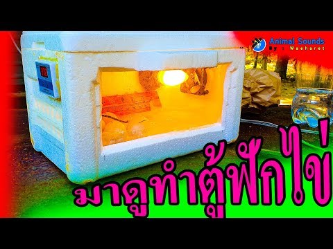 วีดีโอ: วิธีทำตู้ฟักไข่แบบบ้านๆ