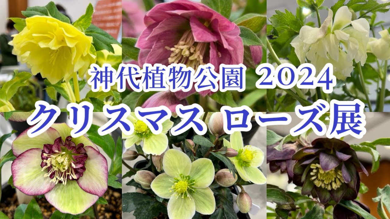 神代植物公園【クリスマスローズ展】'24🌱野田園芸、花郷園、横山園芸