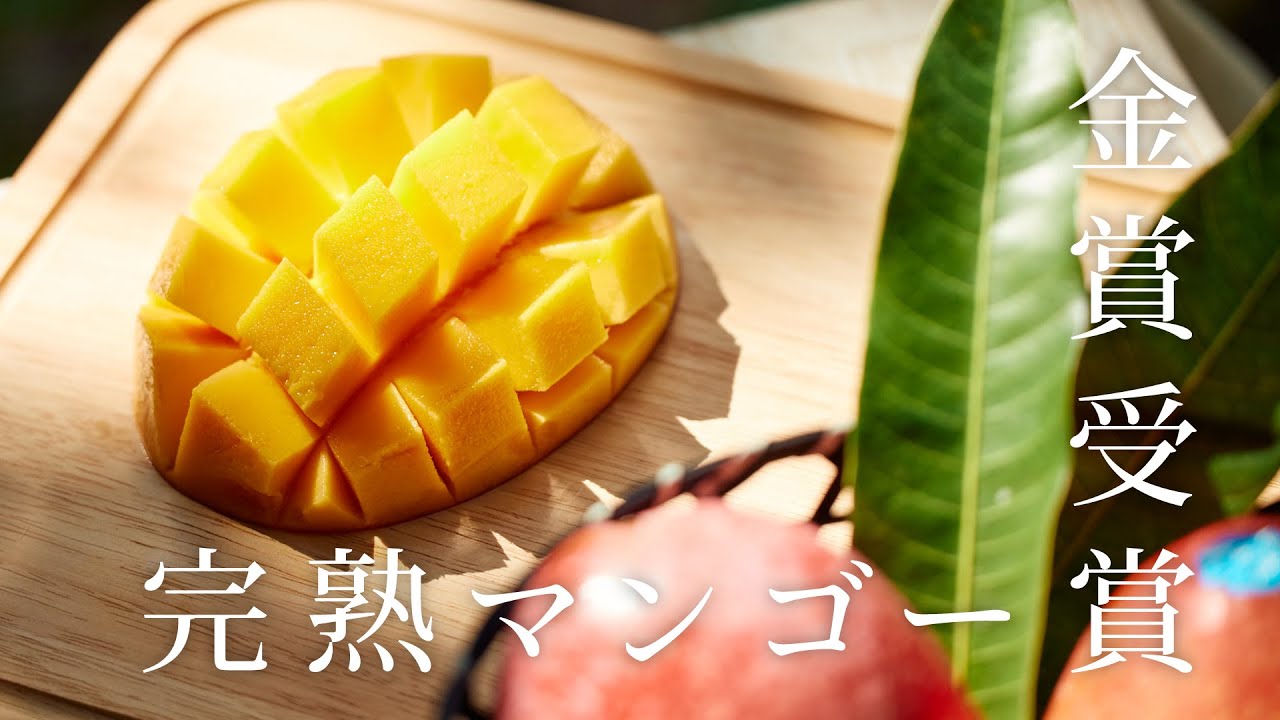 喜界島ふるさと納税】マンゴー：品評会で最高の金賞受賞の選び抜かれた