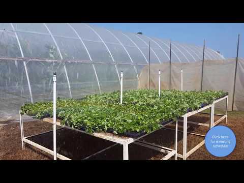 Video: Propagation Of Strawberries With Antennae