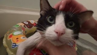 き２ - Cat with swimming ring. part 2 -