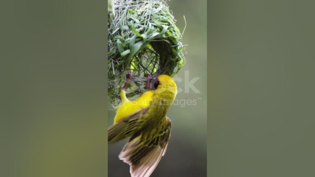 wonderful-amazing-sparrow-making-nest-beautiful-natural-views