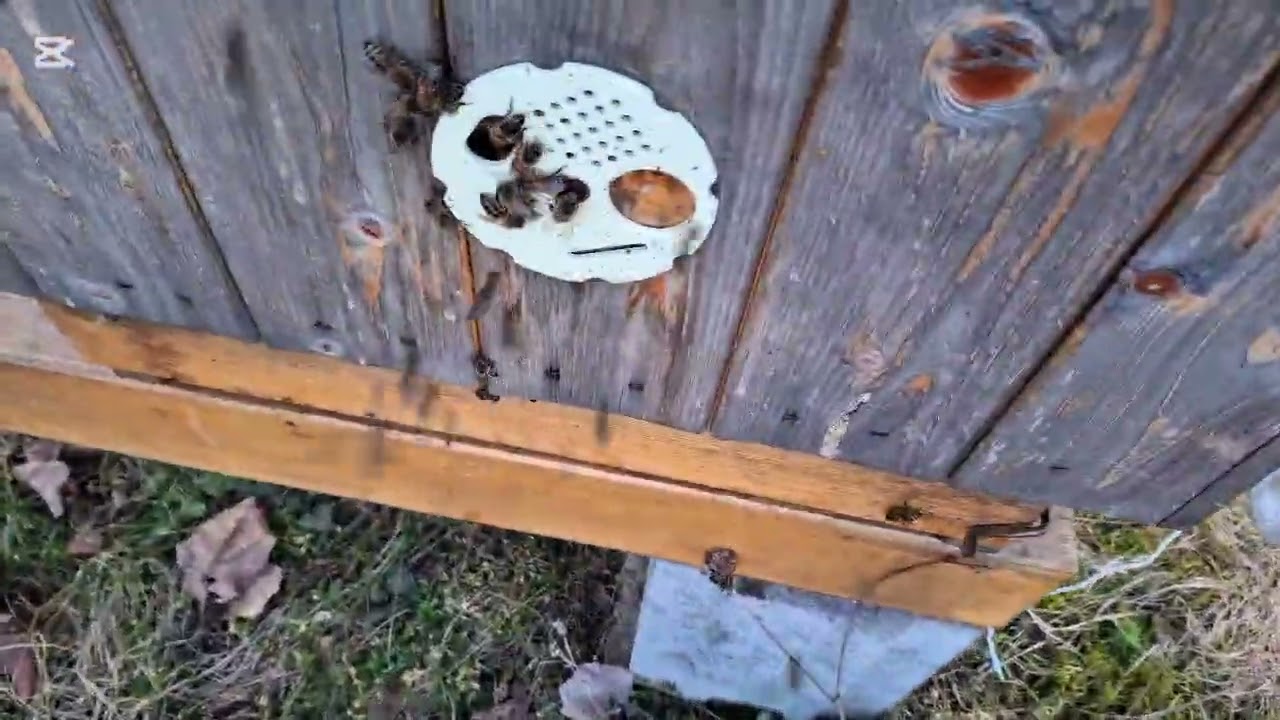 Včely 27.2.26 Písecko - jak rozpoznat loupež přes den a v noci;-), rozsah plodového hnízda