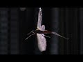 Planet Earth - Caves - part 1/5 - HD 720p