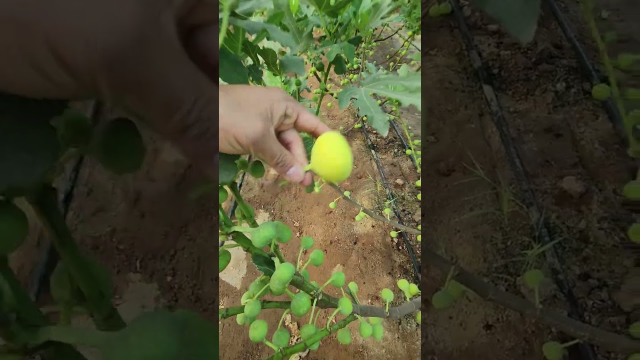 التين السوري جاسم  شهر ٧ في عز الحراره