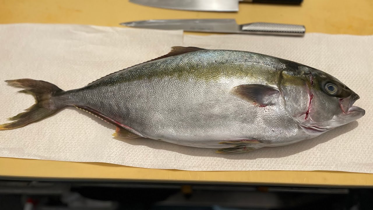 FILLETING AMBERJACK HAMACHI YouTube
