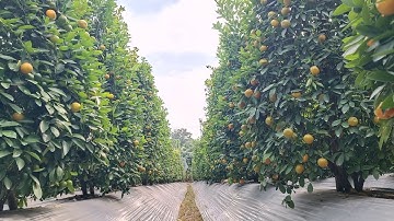 muốn bán vườn quất cảnh lùm đất ở hoàn long hưng yên #quattet #xuan2026